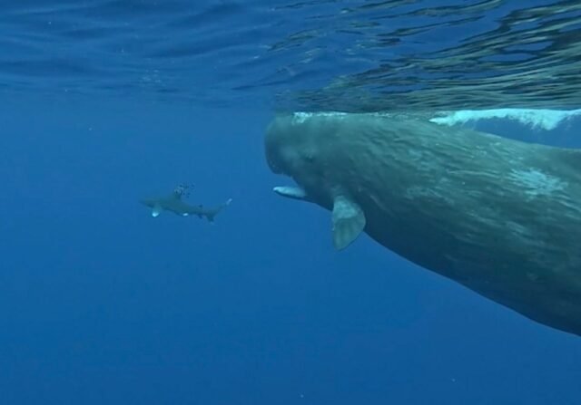 Assista Momento incrível Duas baleias gigantes de 45 toneladas 'Protect' mergulhe do tubarão sedento de sangue em vídeo impressionante

