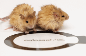 O CEO da Colossal, Ben Lamm, diz que a humanidade tem uma ‘obrigação moral’ de buscar a tecnologia O CEO da Colossal, Ben Lamm, diz que a humanidade tem uma 'obrigação moral' de buscar a tecnologia