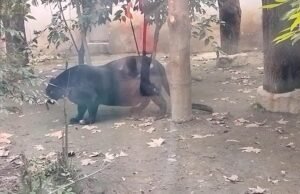 Outro escândalo do zoológico chinês quando a pantera imensamente obesa deixa os fãs chocados Outro escândalo do zoológico chinês quando a pantera imensamente obesa deixa os fãs chocados