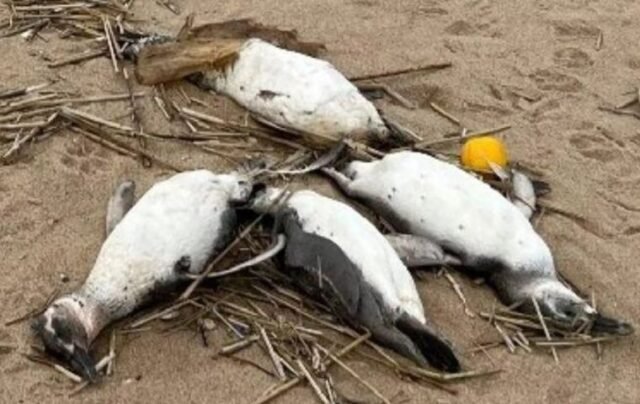 Mais de 350 pingüins de magellanic mortos encontrados - MERCOPRESS
