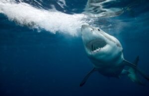 O Turista dos EUA, 63 anos, atacado por Shark e transportado pelo hospital em Bahamas depois de ser magred enquanto espingarda O Turista dos EUA, 63 anos, atacado por Shark e transportado pelo hospital em Bahamas depois de ser magred enquanto espingarda