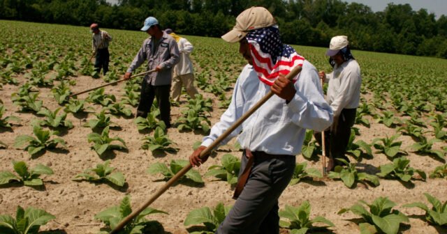 Como tornar o programa de visto de trabalhadores agrícolas H-2A mais seguro, de acordo com especialistas-ProPublica
