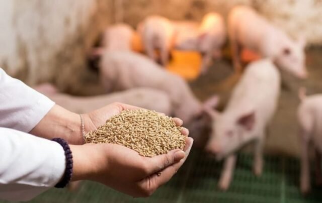O Brasil Clindes lida para vender produtos de gordura animal do Japão - Merbopress
